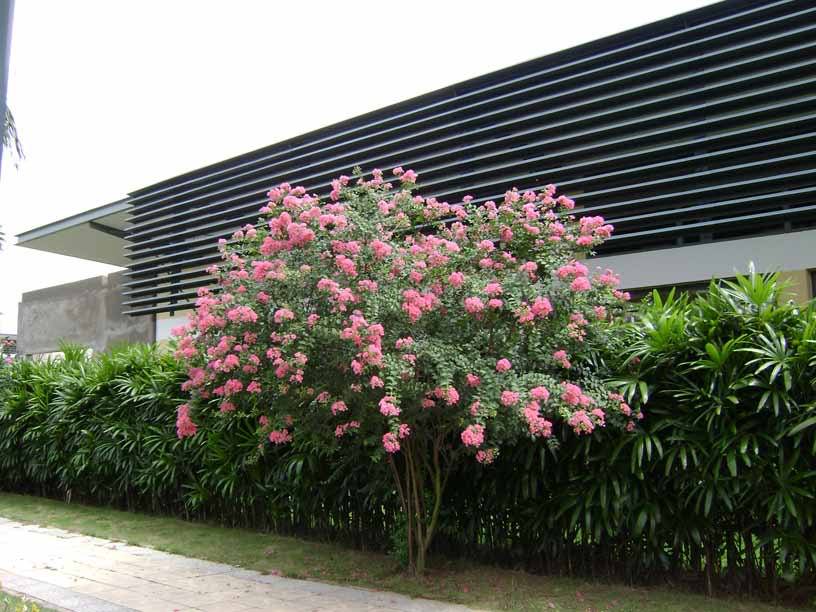 Cây hoa tường vy bầu lớn - FREE SHIP TỪ 50K