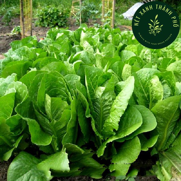 [GIAO HÀNG 2 GIỜ] Hạt giống Xà Lách Romaine 2gr