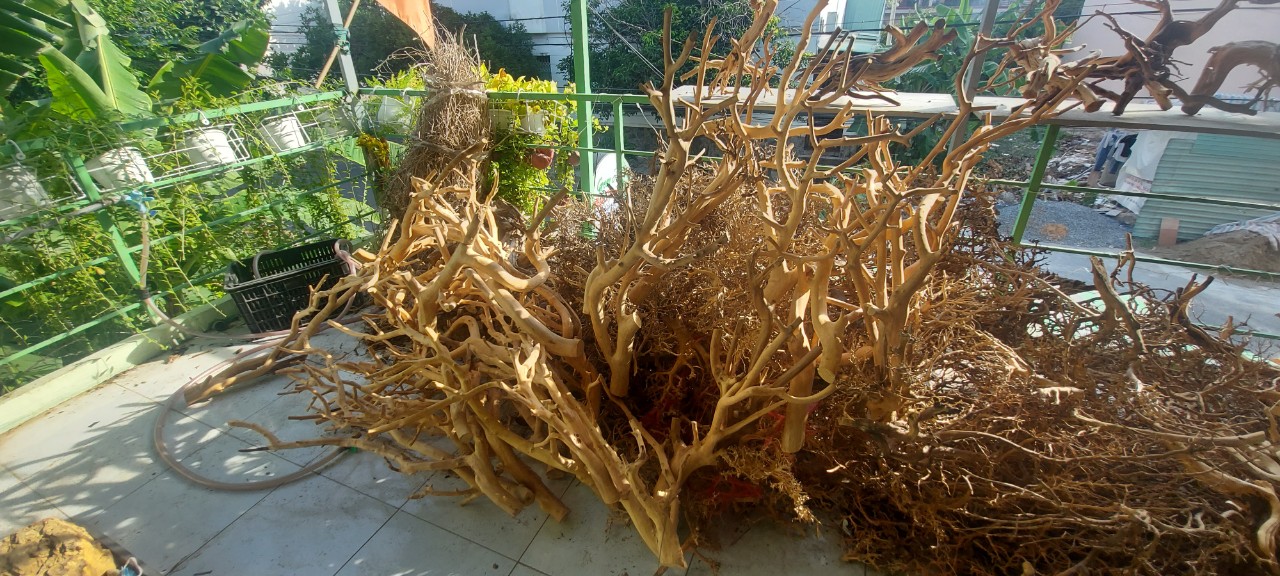 LŨA THUỶ SINH - LŨA HẢI SA QUỲ ( HÀNG ĐẸP TUYỂN CHỌN ĐỦ SIZE HỒ)