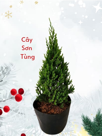 Cây Sơn Tùng (Trang trí dạng cây thông Noen (lễ giáng sinh) năm 2023)