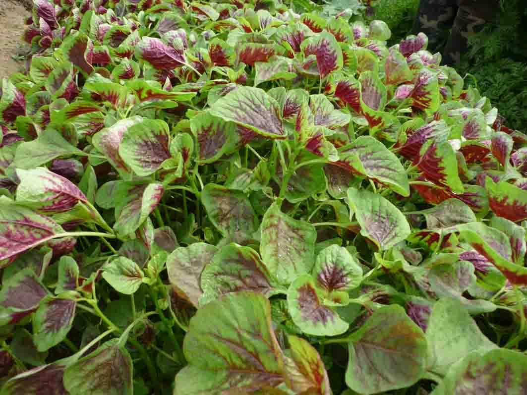 Gói 100g hạt giống rau dền Tiều xanh đỏ - Nanuseeds