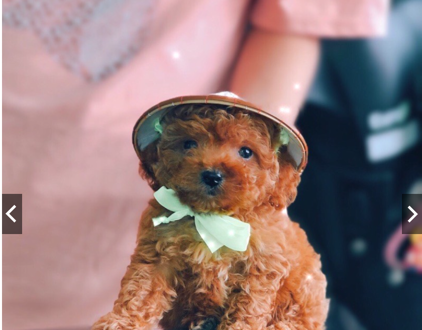 Nón Lá Việt Nam cho thú cưng chó mèo