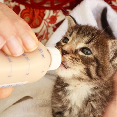 [Combo 5] Sữa Cho Chó Mèo Bio-Milk