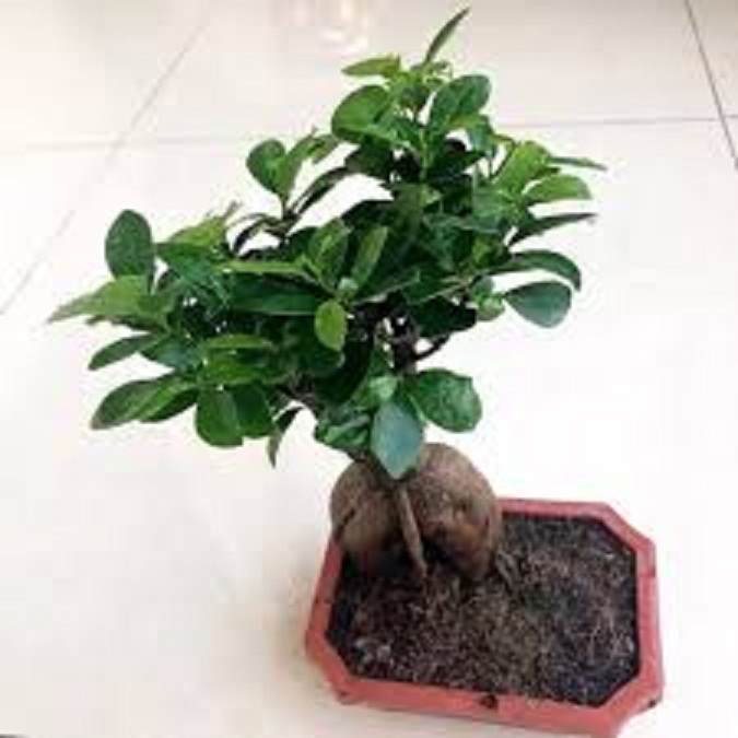CÂY SANH LÙN NHẬT BONSAI MIMI