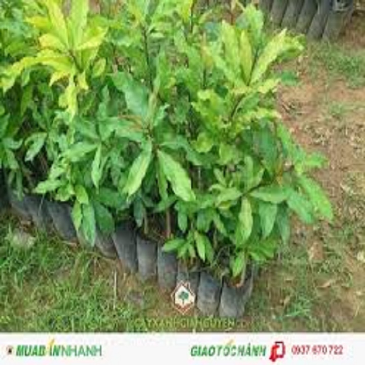 CÂY GIỐNG CÂY LỘC VỪNG-CÂY phôi nhỏ