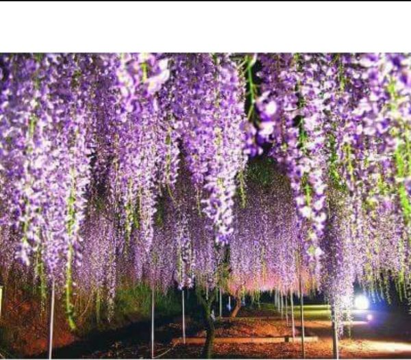 Hạt Giống Hoa Tử Đằng Mix 5 Hạt