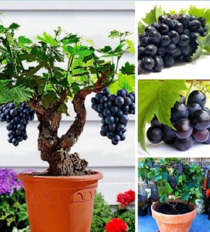 "Gói 10"Hạt giống nho lùn pháp ( nho bonsai ) [Seeds]