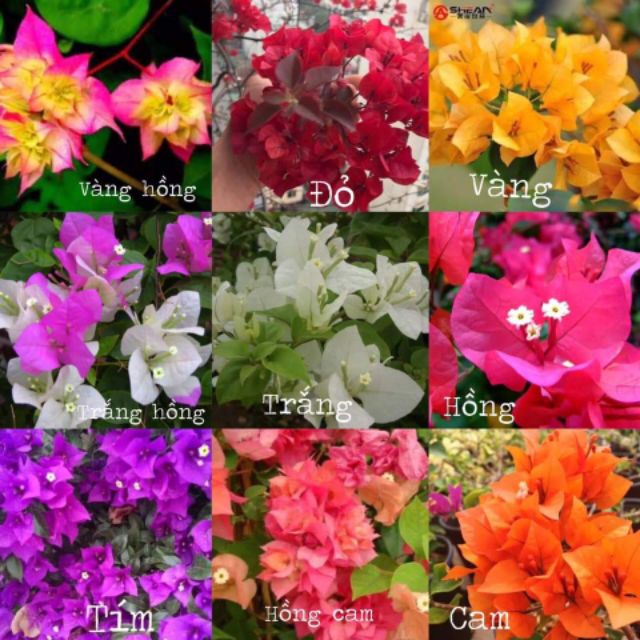 Cây hoa giấy nhiều màu