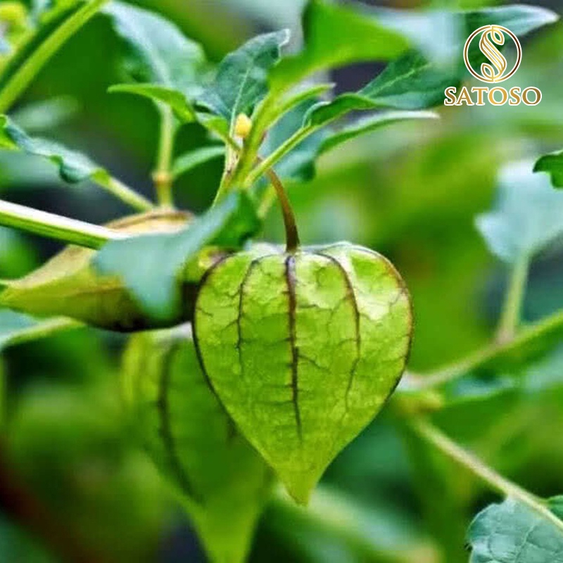 Satoso dried tuer for 1kg package