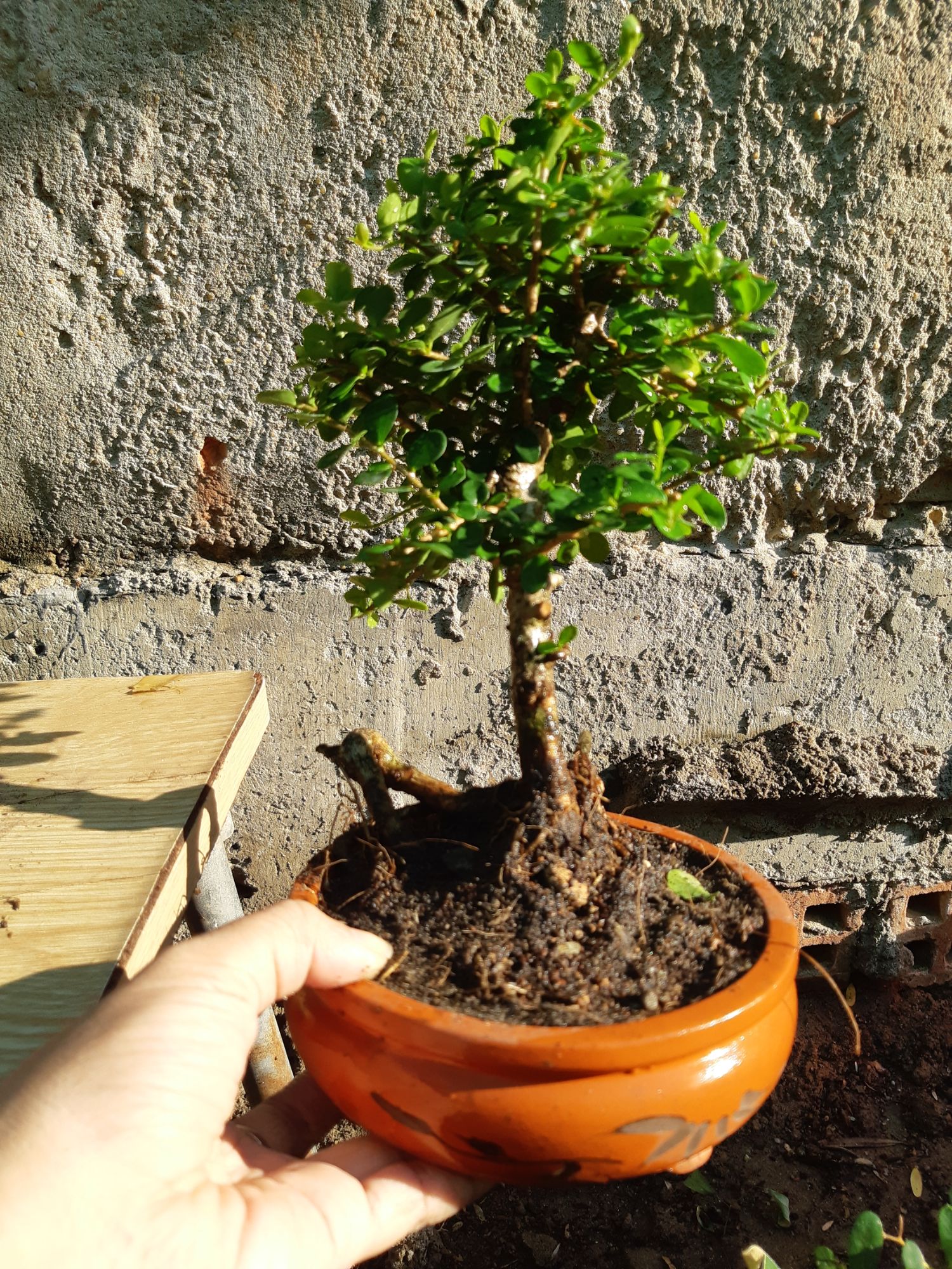 cây sam trái mini TẶNG CHẬU