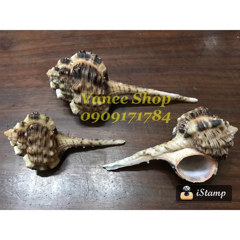 Vỏ ốc ống điếu