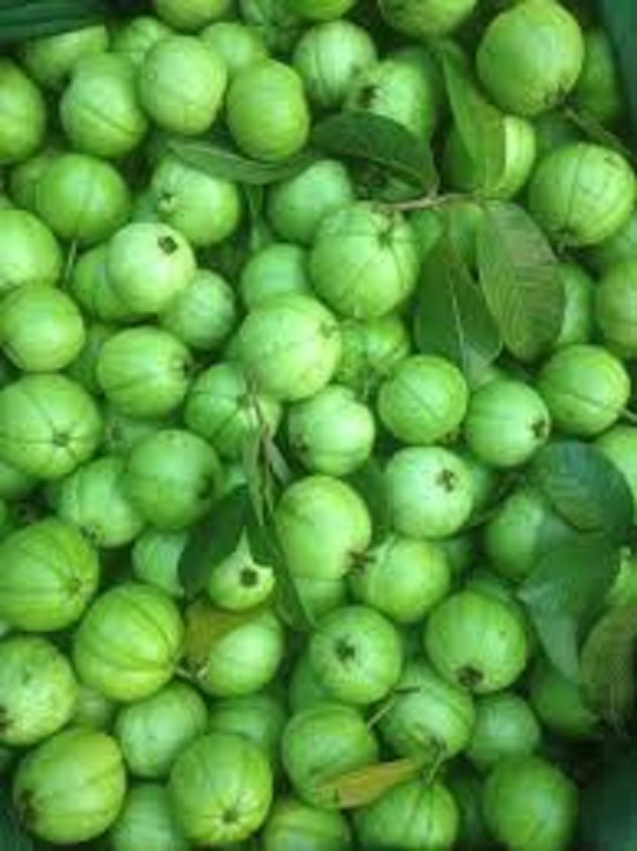 ỔI TỨ QUÝ (ỔI GĂNG, ỔI ĐÔNG DƯ)