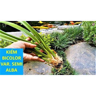 Lan kiếm tiên vũ - lô hội - bicolor bóc rừng - 1 thân mẹ đẹp làm giống