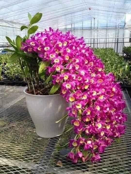 Hoa Lan denro Xuân(1 bó) qq