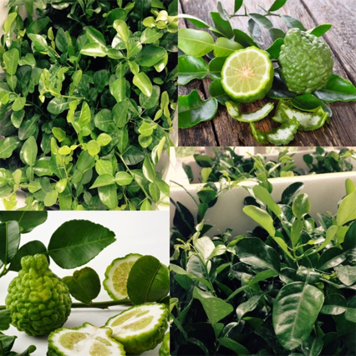 Hạt giống Chanh Thái Lan / Chanh Chúc gói 5 hạt
