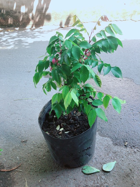Cây Khế Có Hoa Cho Trái Ngon