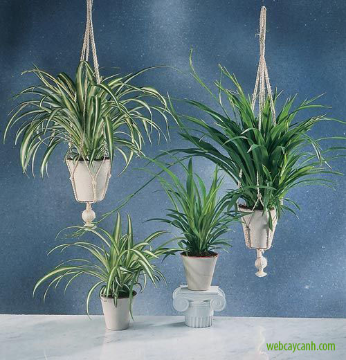 Cỏ Lan Chi - Cây cảnh mini