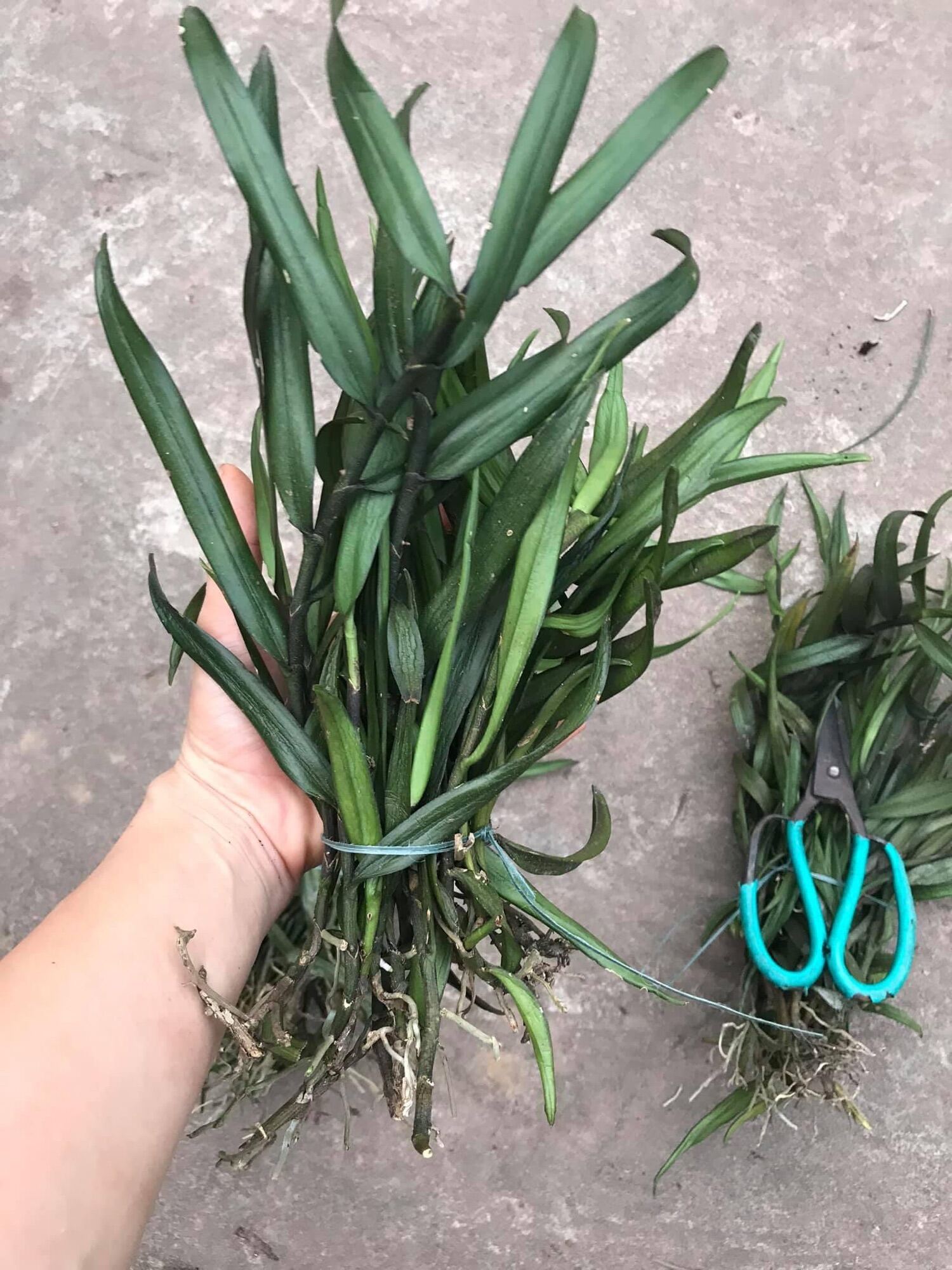 Hoa Lan quý trứng bướm hoa dài(1 bó) qq
