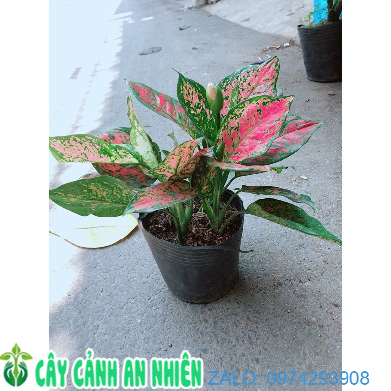 Cây vạn lộc