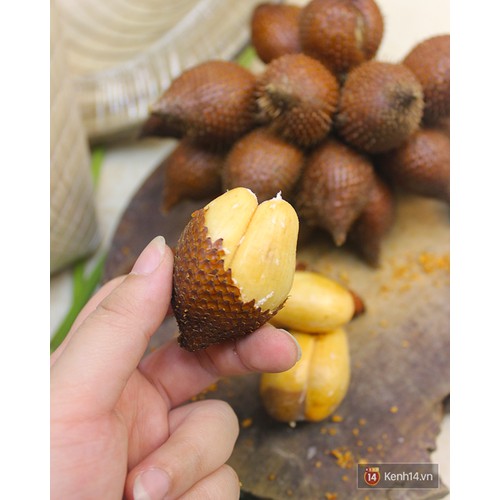 Cây giống mây thái,siêu quả siêu ngon, siêu kinh tế