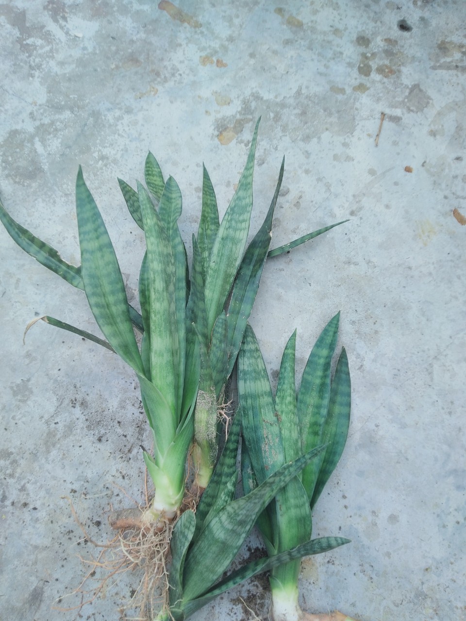 Cây lưỡi hổ viền xanh