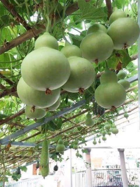 Hạt Giống Bầu Hồ Lô Khổng Lồ