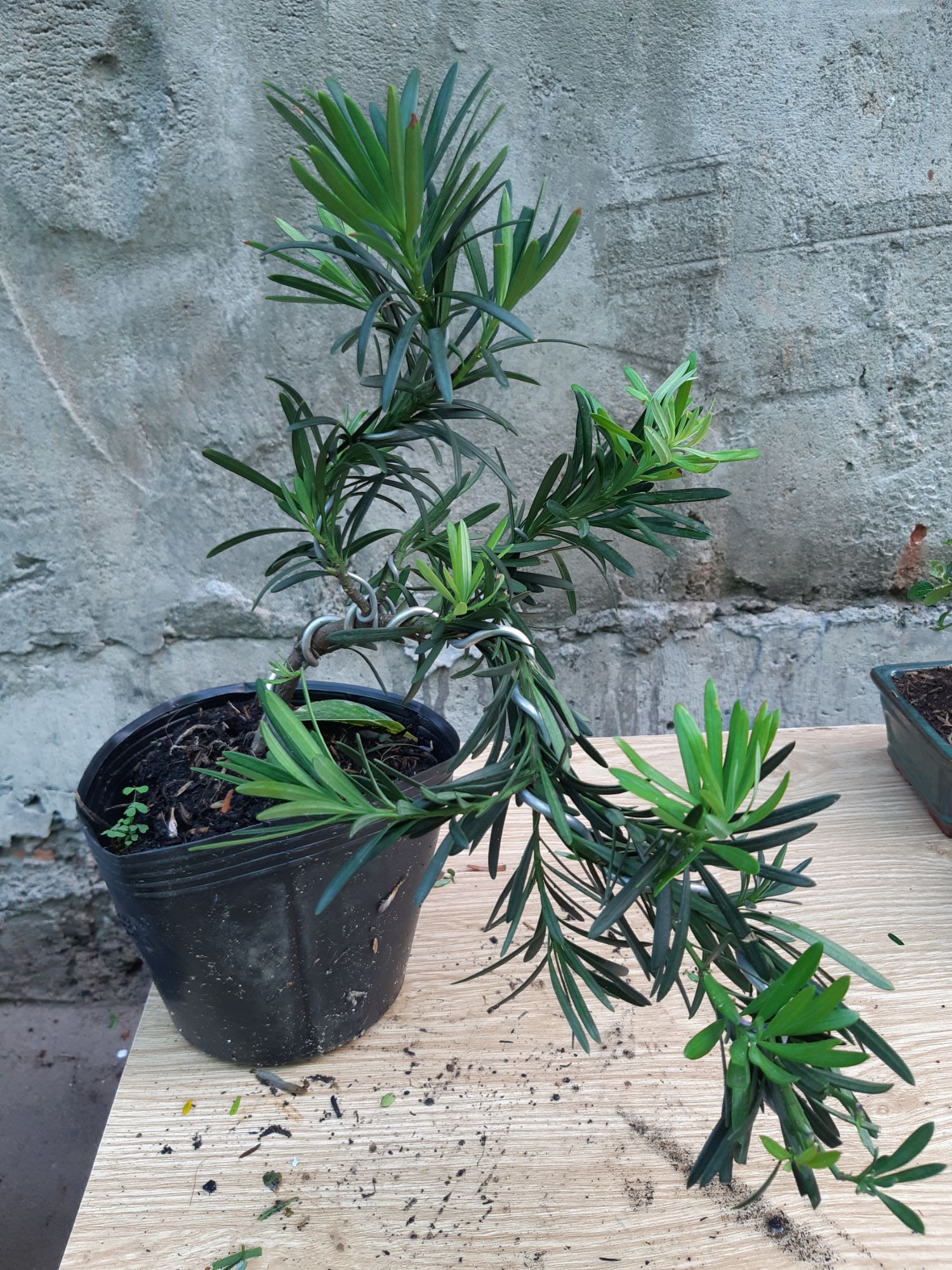 Tùng la hán bonsai mini