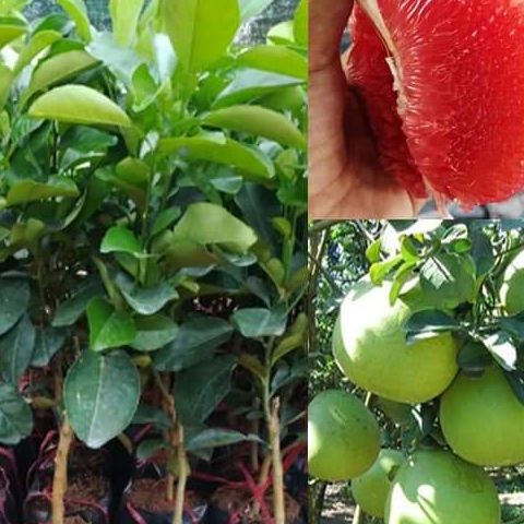 Cây giống bưởi da xanh ghép