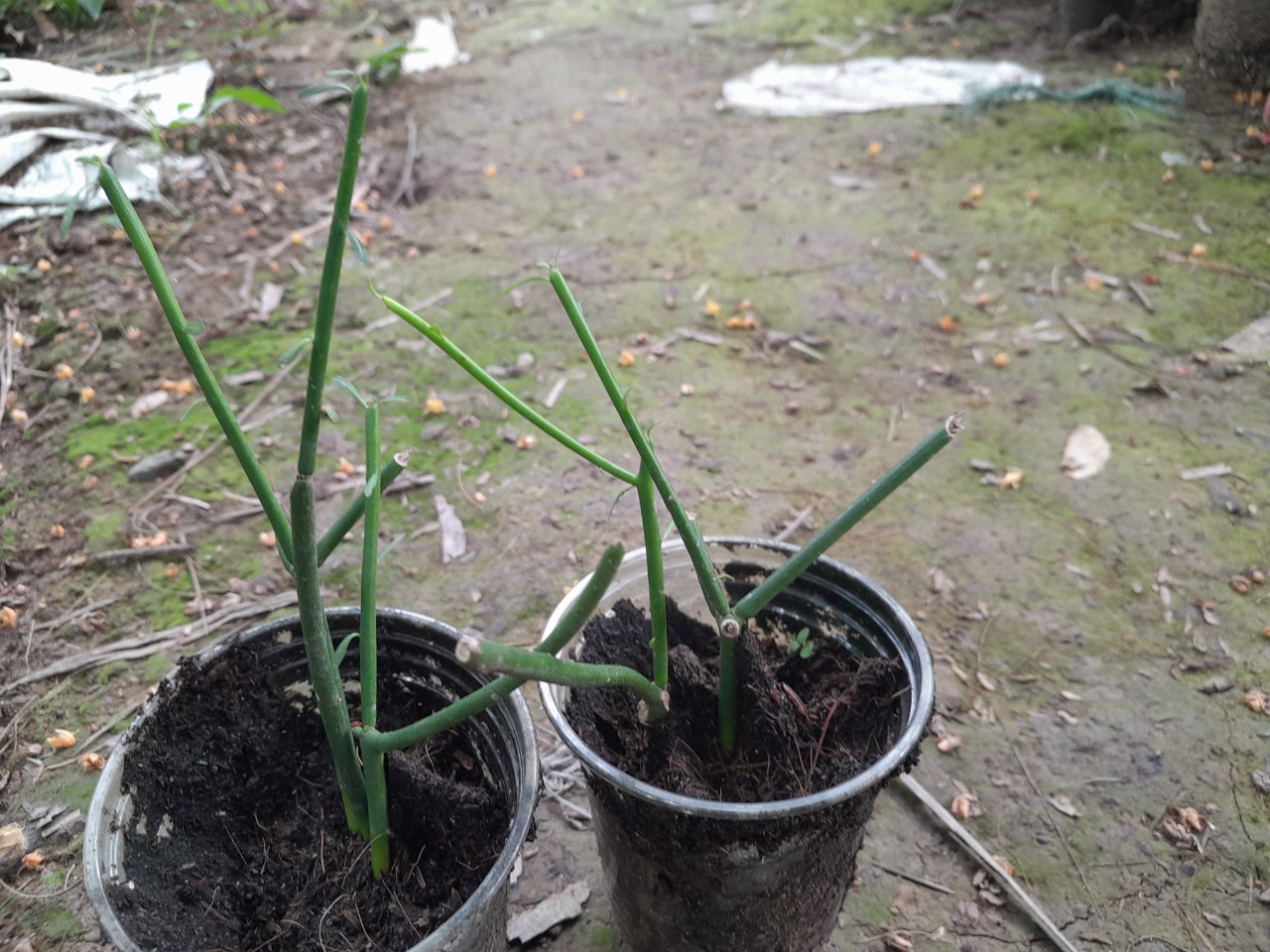 Cây Giao giống dùng làm dược liệu