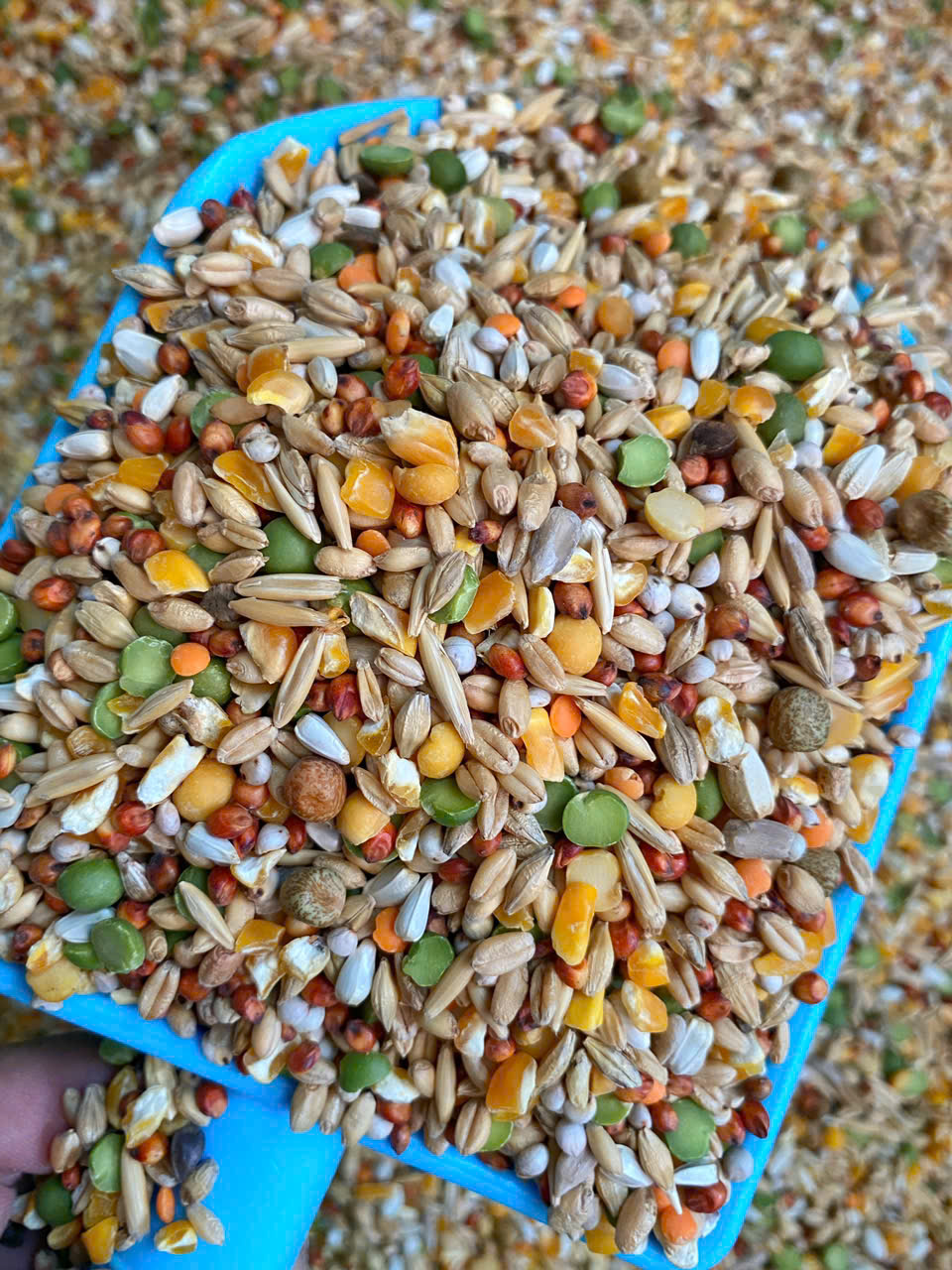 [HCM]Ngũ cốc ko cám đạm dành cho gà đá 1kg.