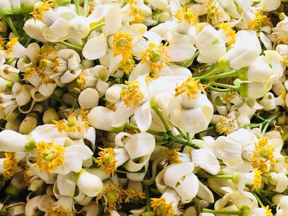 Nước cất hoa bưởi Pomely