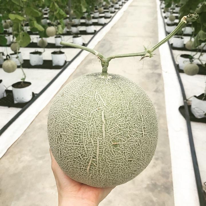 Hạt giống Dưa lưới vàng F1- 1gr