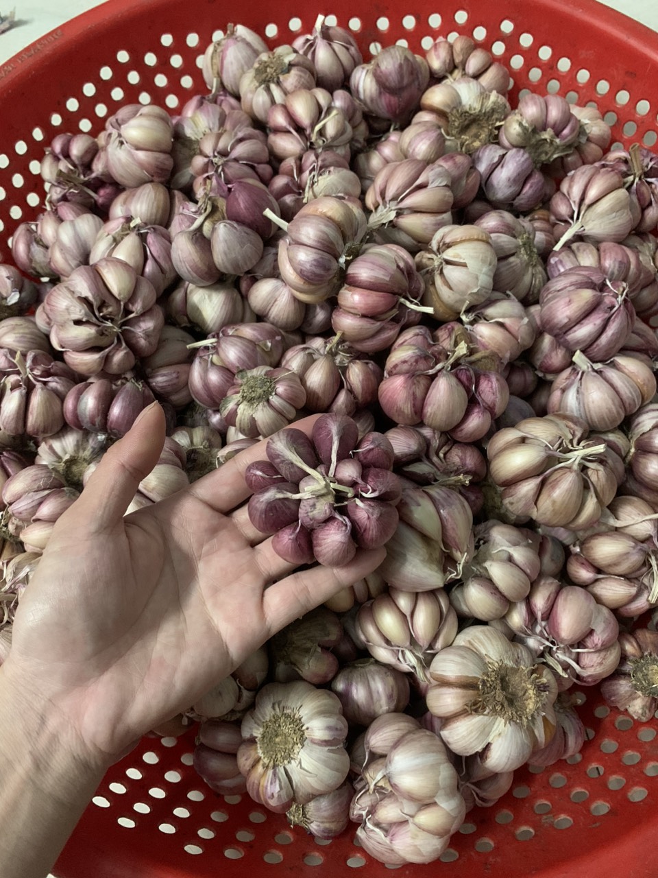 Free ship 1KG TỎI TÍM PHAN RANG ĐƯỢC LÀM SẠCH