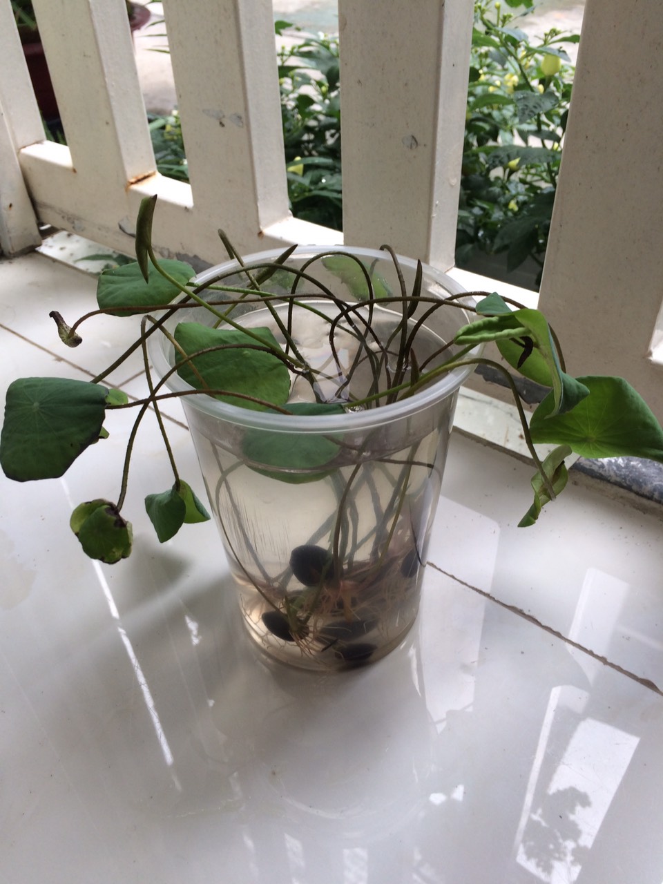 Hạt giống sen nhật mini 10 hạt nhiều màu