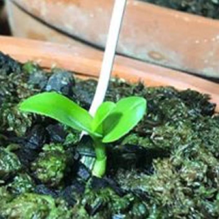[FREESHIP - Xả Khô Máu] Hoa lan - 5ct tuyết ngọc( cây cao 10cm, trồng ấm chậu)