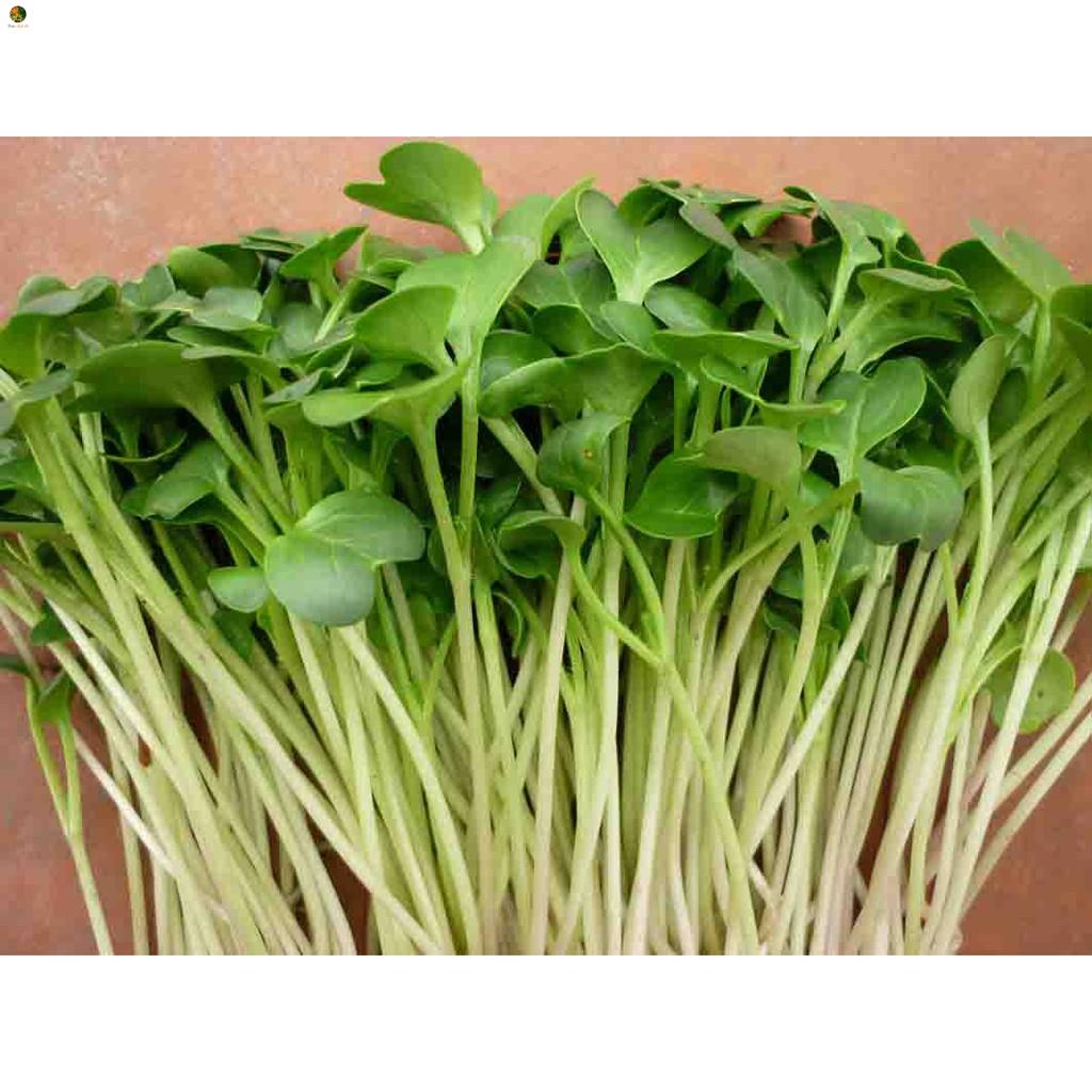 Hạt Mầm Cải Bẹ Xanh - Gói 50 gram