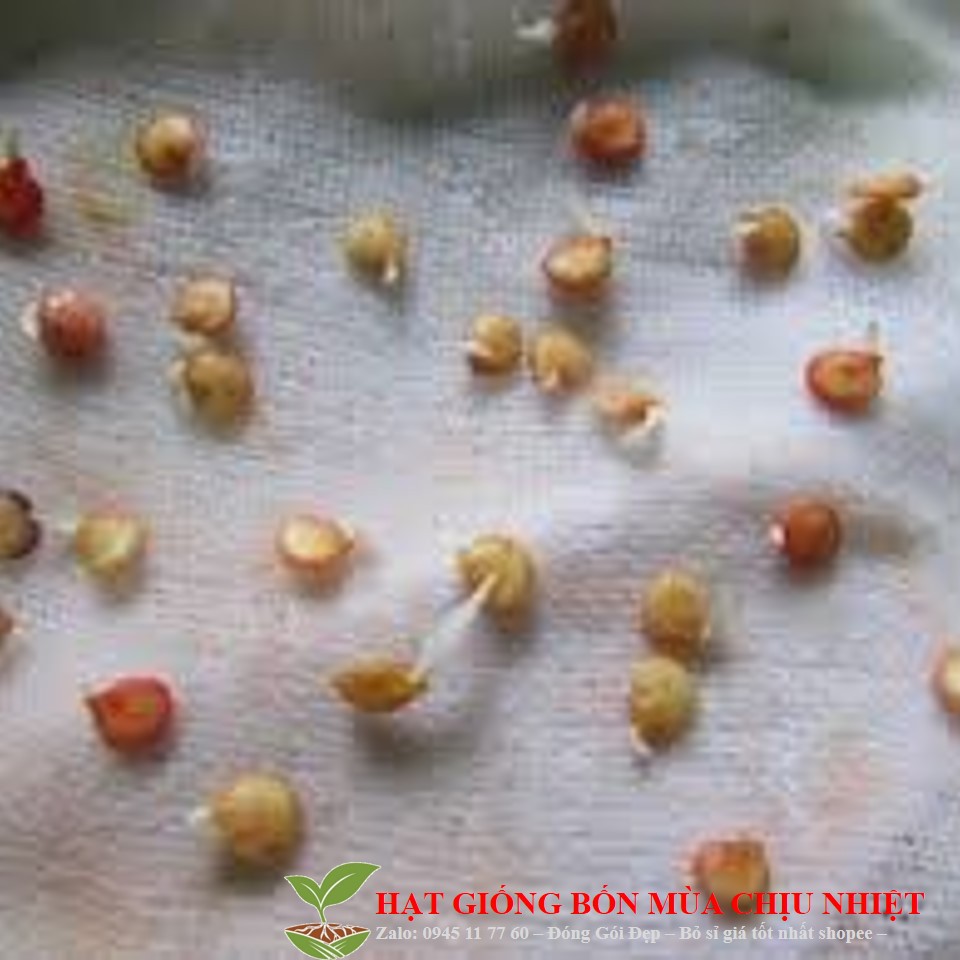 MJ100 GÓI 10 HẠT GIỐNG ỚT CU TÍ ( ỚT PETER)