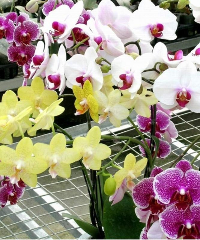 Hạt giống hoa Lan hồ điệp