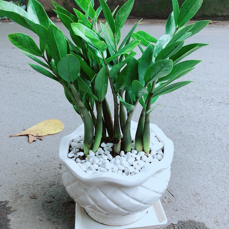 Chậu cây kim tiền