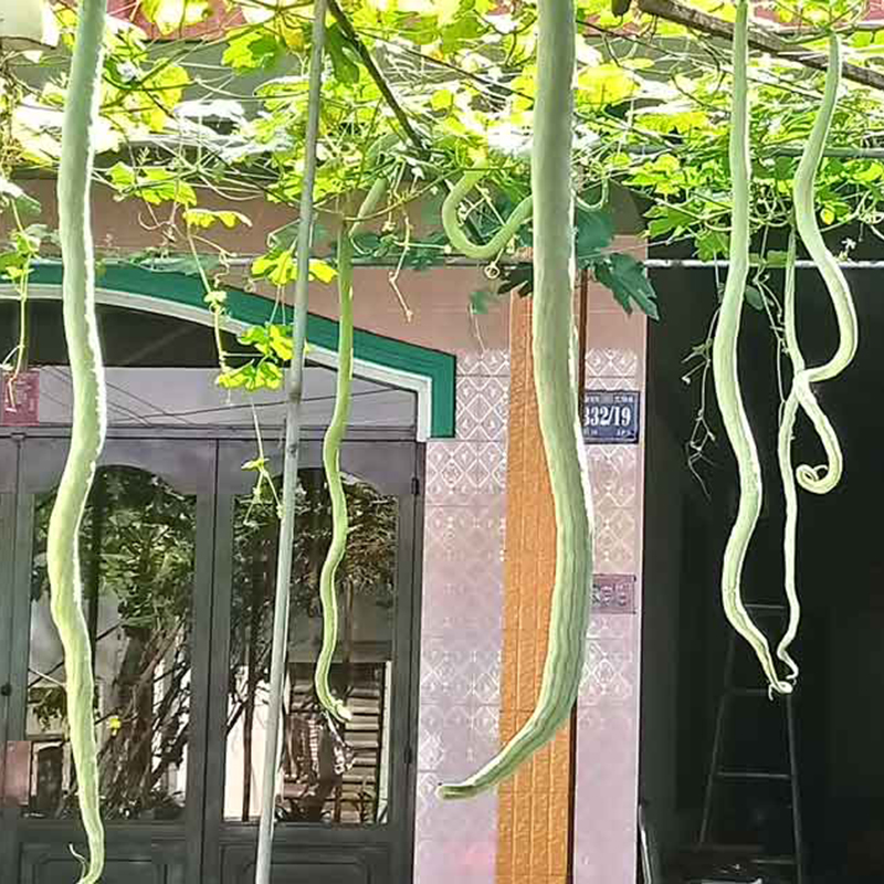 Hạt giống mướp rắn Nhật - ( 1 gói 5 hạt )