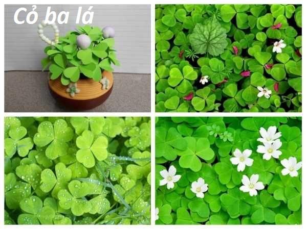 GÓI 100 HẠT GIỐNG CỎ BA LÁ