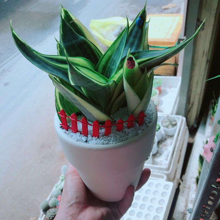 [HCM]Chậu lưỡi hổ kèm hàng rào đỏ