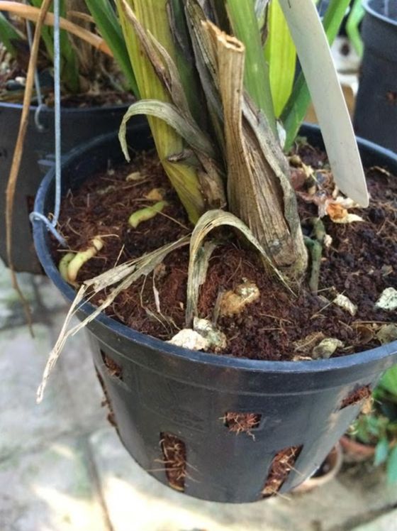 Vỏ Đậu Phộng Trồng Cây