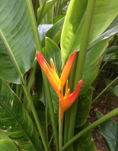 CHẬU HOA THIÊN ĐIỂU SIÊU ĐẸP MANG NHIỀU Ý NGHĨA ĐẸP