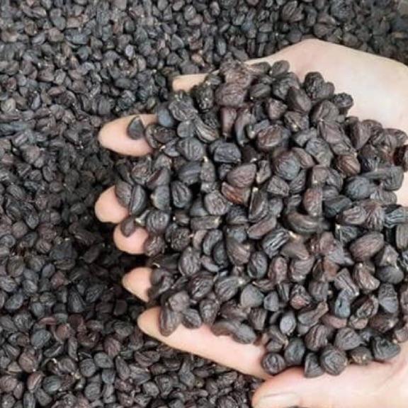 1kg hạt dổi nếp rừng