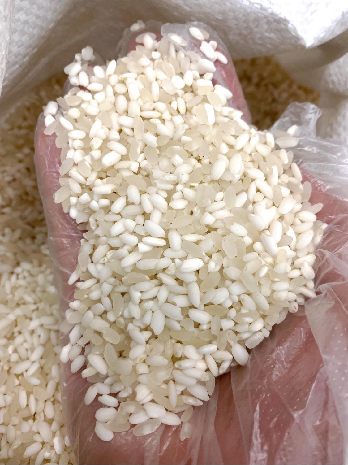 Gạo nếp Tú Lệ đặc sản Tây Bắc