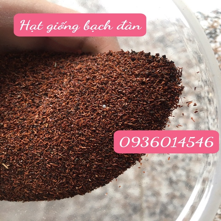 Hạt giống Bạch Đàn