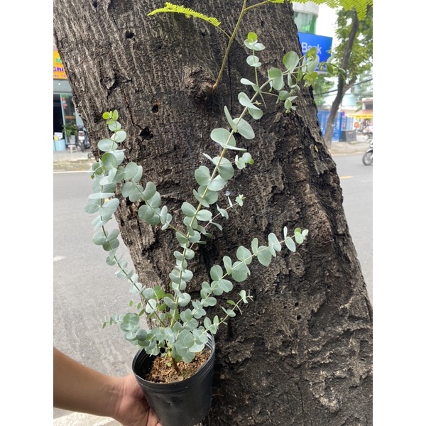 Cây Khuynh Diệp - Bạch Đàn