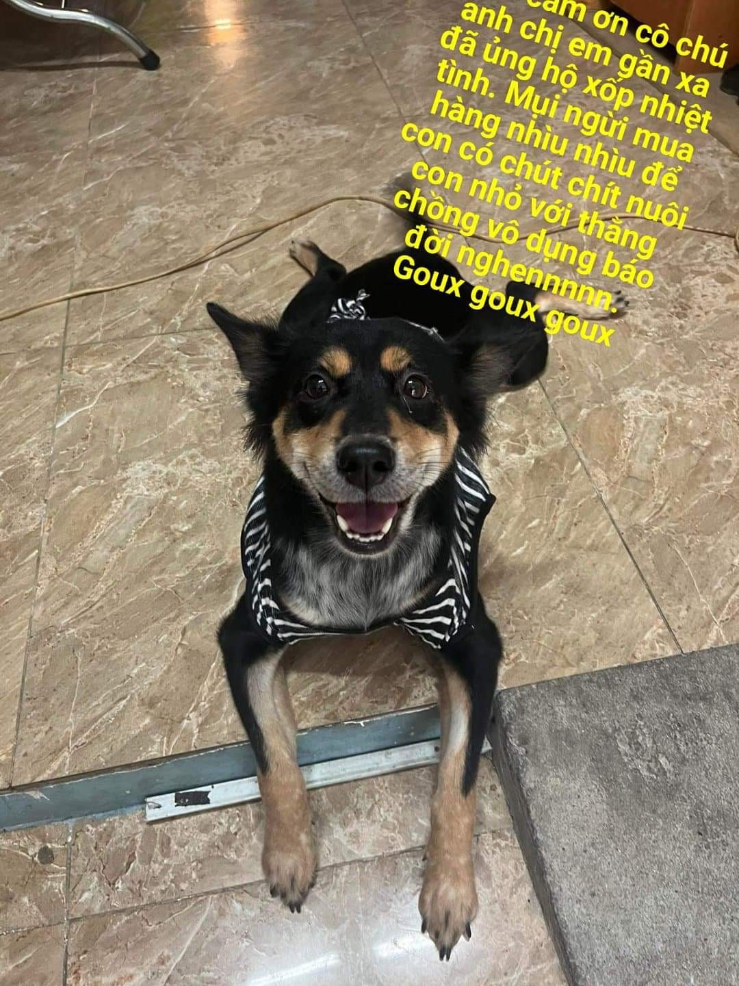 [HCM-MỚI] Gói Xương gặm cho Chó ORGO gói 90g
