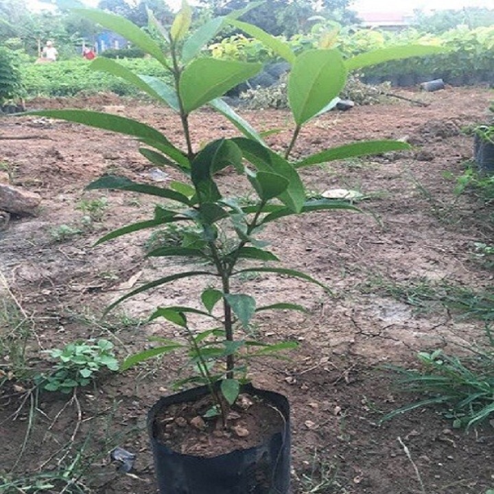 Cây vối nếp giống khỏe đẹp